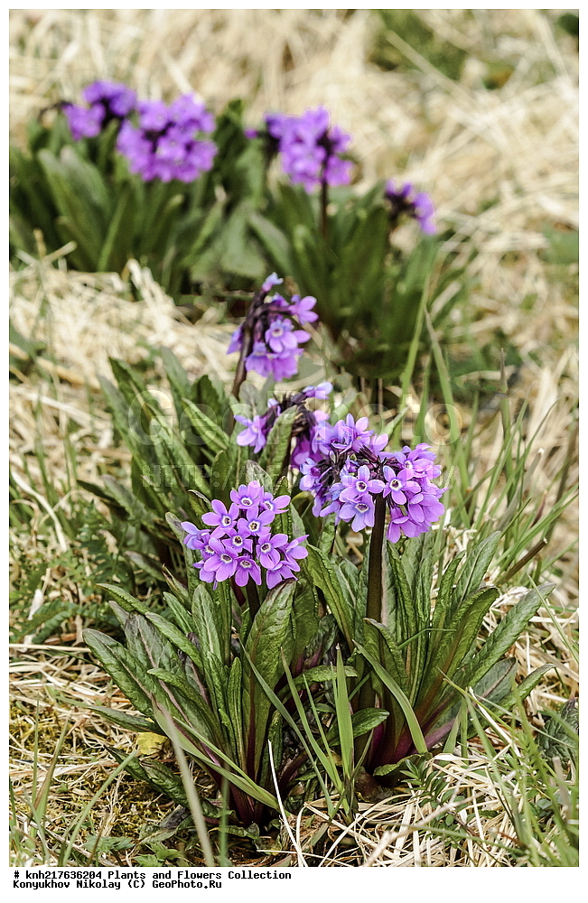 ����, ��������� ����, ������� ���������, ������ ������� �������, ����������� ������� ��������, ������, ���, ����� �����, �������, �������� �������, ������ ��������, ��������, �����, ���������� ��������, �������, ������� ��������, ������, �����, ����������� ��������, �����, ����������� ��������, �����, ����������� ��������, �����������, ������������ ��������, ������������ ��������, ������������, ������������ �����������, �����������, ������������, XYZ, DONE, ������������, ����������, Primulaceae, ��������� ���������, ������� ���������, Primula tschuktschorum, Aleuritia tschuktschorum, ������������ ��������, ������������ ��������