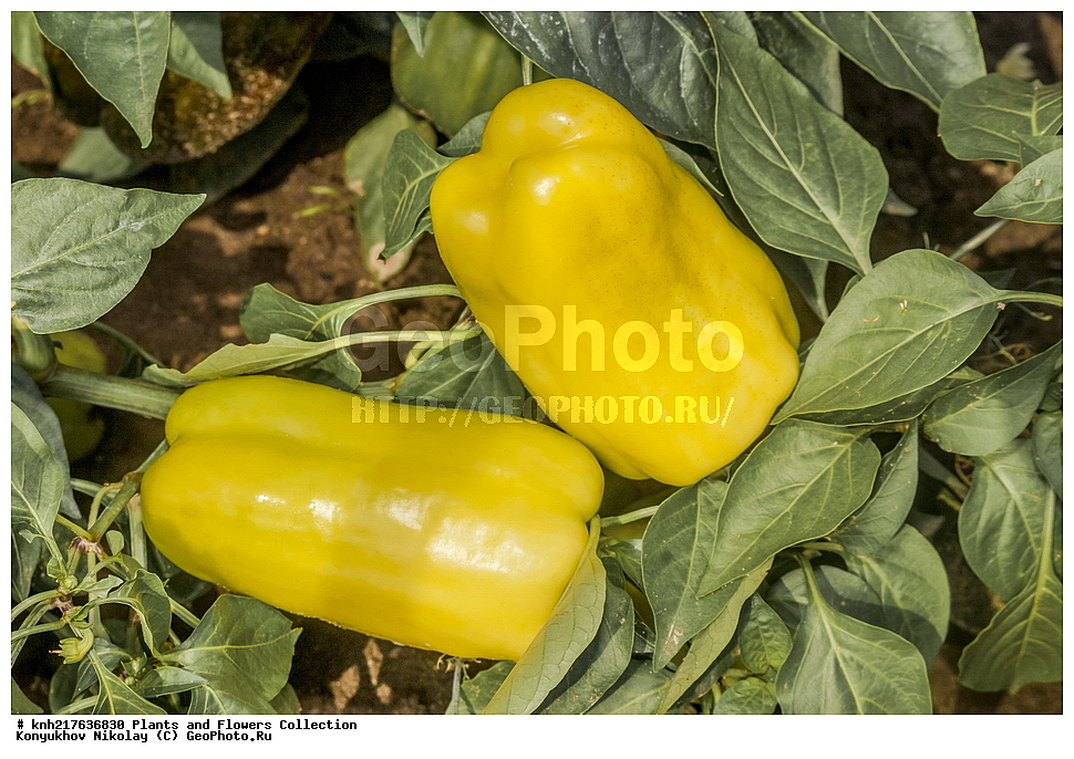 ����, �����������, ���������� �������, ����������� ������, ����������� ����������� �����, ������, ��������, ������ ��������, �����, ���������� ��������, ������� ��������, ������� ��������, ����������� ��������, �����, ����������� ��������, �����, ���������� ��������, ����������, ����������, �������������������� ��������, ���������� ��������, ���������� ��������, ������������, ������������, �����, �����, �����, ������, ����, �����, DONE, XYZ, ����������, ���������, Solanaceae, ���������� ����� ����������, ����� ����������, ��������� �����, ������������ �����, ����� �������, ����� ������, �����-����, ���������� ����� �������, Capsicum annuum, Capsicum frutescens