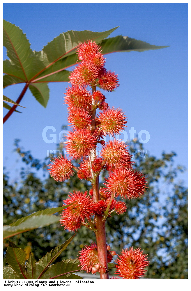 �����������, ���������� �������, ����������� ������, ����������� ����������� �����, ������, ������ ��������, �����, ���������� ��������, ����������� ��������, �����, ����������� ��������, �����, ����������� ��������, �����������, �����������, ������������ ��������, ������������ ��������, ������������, ������������, �����������, �������, ������� ��������, ������, �����, DONE, XYZ, ����������, Euphorbiaceae, ��������� ������������, Ricinus communis, ������������� ��������, ������������� ��������, �������������, ����������� ��������, ����������� ��������, �����������, ��������� ��������, ��������� ��������, ���������