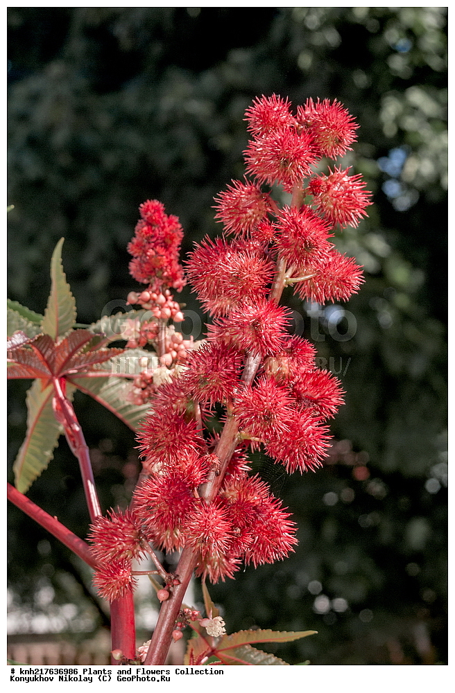 �����������, ���������� �������, ����������� ������, ����������� ����������� �����, ������, ������ ��������, �����, ���������� ��������, ����������� ��������, �����, ����������� ��������, �����, ����������� ��������, �����������, �����������, ������������ ��������, ������������ ��������, ������������, ������������, �����������, �������, ������� ��������, ������, �����, DONE, XYZ, ����������, Euphorbiaceae, ��������� ������������, Ricinus communis, ������������� ��������, ������������� ��������, �������������, ����������� ��������, ����������� ��������, �����������, ��������� ��������, ��������� ��������, ���������