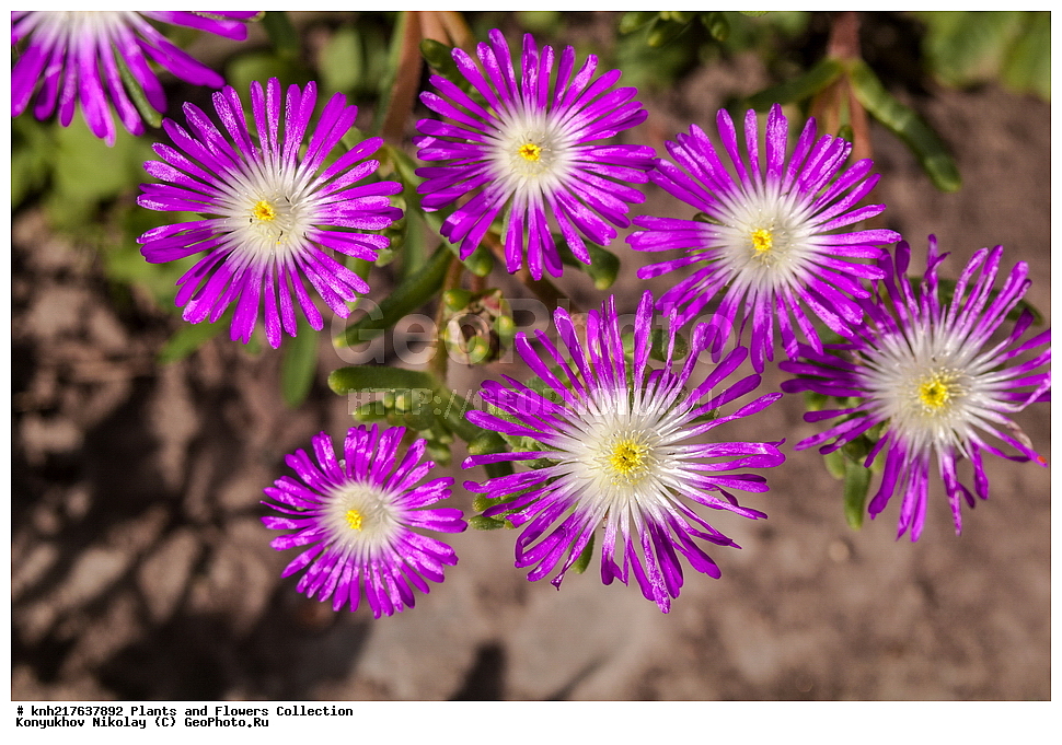 �����������, ���������� �������, ����������� ������, ����������� ����������� �����, ������, ��������, ������ ��������, �����, ���������� ��������, ���������, �����, ����, ����������, ����������� ��������, �����������, �����������, ������������ ��������, ������������ ��������, ������������, ������������, ������������, �����������, �������, ������� ��������, ������� ��������, ������, �����, DONE, XYZ, ����������, �������, �����������������, Aizoaceae, ���������� ���������������, Delosperma floribunda, Delosperma floribundum