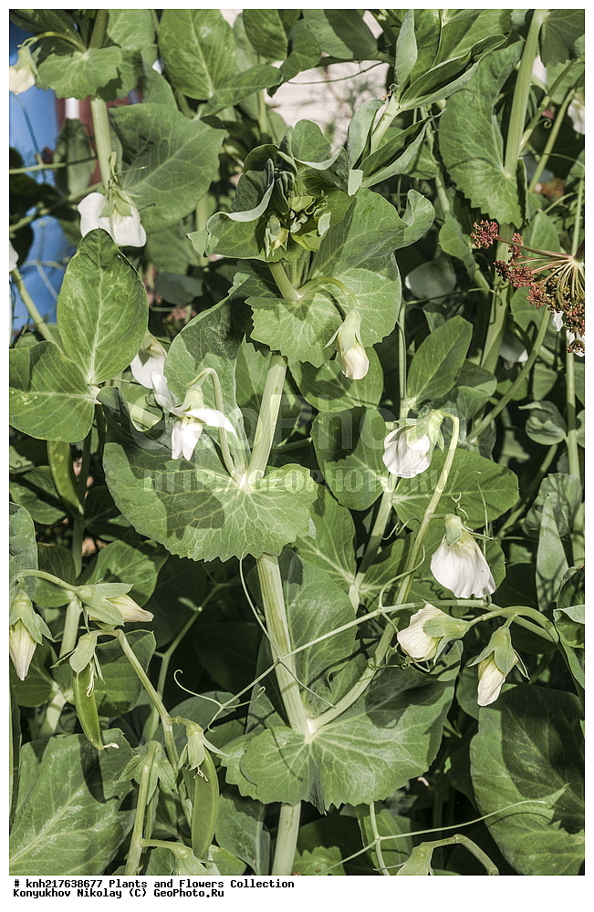 �����������, ���������� �������, ����������� ������, ����������� ����������� �����, ������, ������ ��������, �����, ���������� ��������, �������, ������� ��������, �������������������� ��������, ���������� ��������, ������������, ������������, ����������� ��������, �����, ����������� ��������, �����, ���������� ��������, ����������, ������, �����, �����, ������, ����, �����, DONE, �������, �����������, Fabaceae, Fabaceae, Leguminosae, Papilionaceae, ����� ��������, Pisum sativum, Pisum vulgare, ����