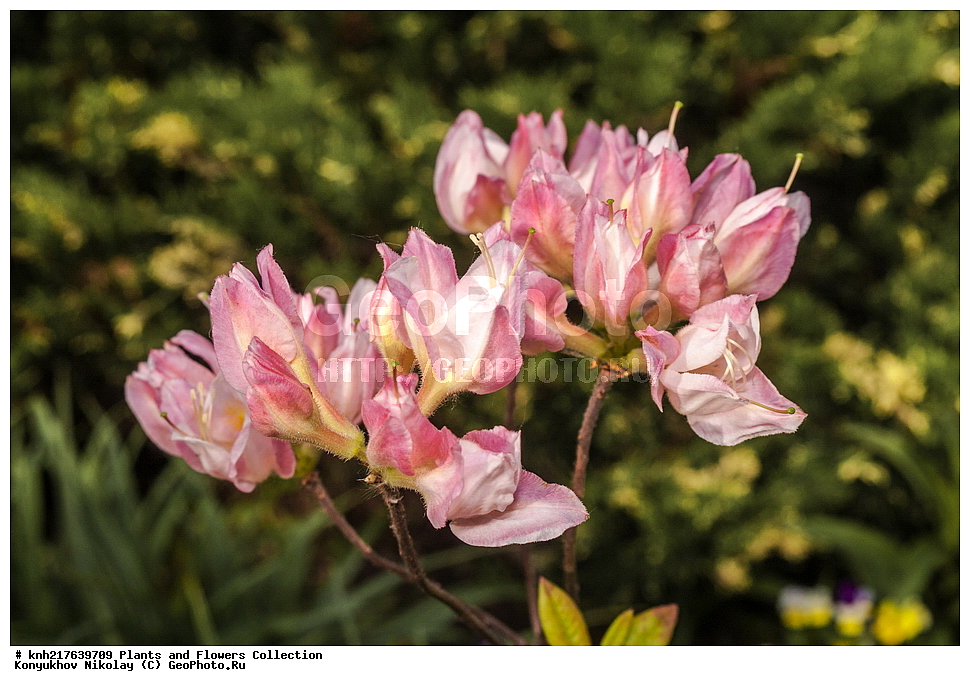 �����������, ���������� �������, ����������� ������, ����������� ����������� �����, ������, ������ ��������, �����, ��������, ���������� ��������, ���������, ����������, ����������� ��������, �����������, �����������, ������, �����, �������, ������� ��������, DONE, XYZ, ����������, Ericaceae, ������ ���������������, ������ ������, ������ ������, ����������� ����������� ������ ������, ���� ������, Rhododendron � mollis, Rhododendron x kosterianum, Rhododendron x kosteranum