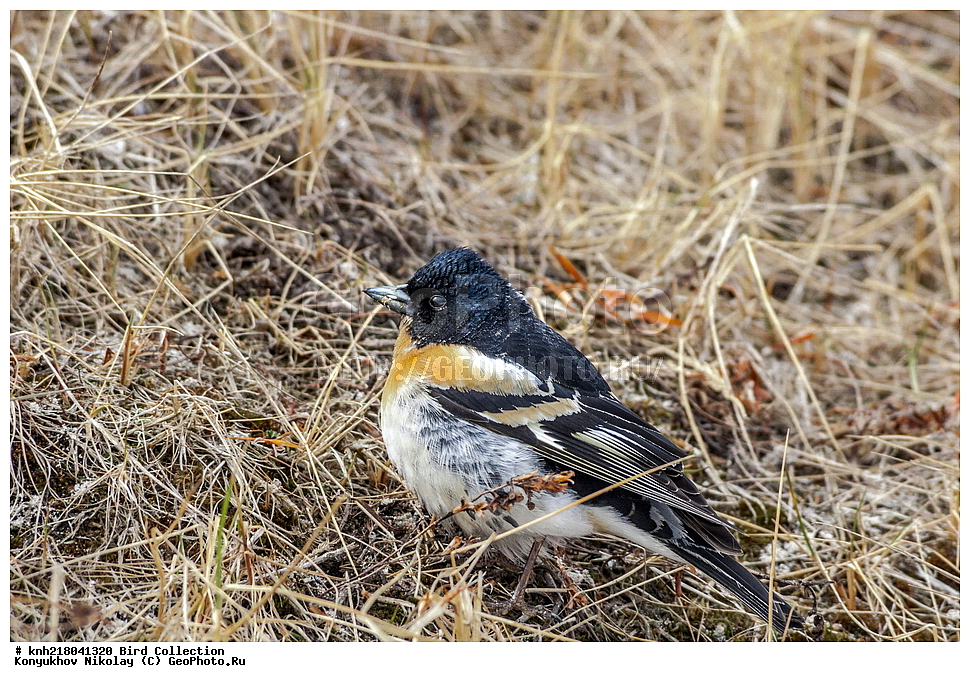 �������, ��������� ����, �������, ����������� ���������, ������������� �������, �������� ���������� �����, ������, ��������, ��������, �����, �����, ��������, �����������, XYZ, DONE, ���������, Fringillidae, ������, Fringilla montifringilla