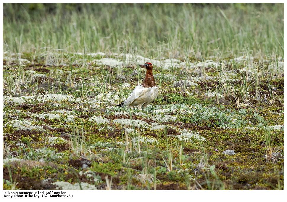  �������, ��������� ����, �������, ����������� ���������, ������������� �������, �������� ���������� �����, ������, ��������, ��������, �����, �����, ��������, �����������, XYZ, DONE, �����������, Tetraonidae, ����� ���������, Lagopus lagopus, �����