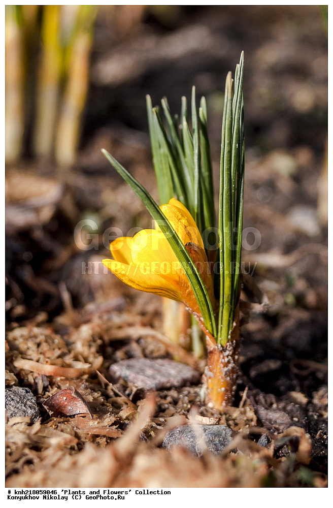 �����������, ���������� �������, ����������� ������, ����������� ����������� �����, ������, ������ ��������, �����, ��������, ���������� ��������, ������� ��������, ������� ��������, ������, �����, �����������, ����������� ��������, �����, ����������� ��������, �����������, �����������, ������������ ����������, ��������, ��������, ����������, ������������ ��������, ������������ ��������, ������������, ������������, ������������, �����������, XYZ, ��������, �����������, Iridaceae, ������ ������������������, ������ ������������������, ������ ����������, ������ ����������, Crocus, Crocus chrysanthus, Crocus annulatus var. chrysanthus, �����