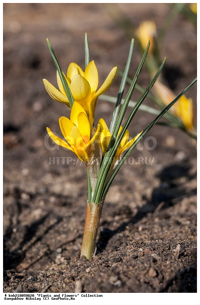 �����������, ���������� �������, ����������� ������, ����������� ����������� �����, ������, ������ ��������, �����, ��������, ���������� ��������, ������� ��������, ������� ��������, ������, �����, �����������, ����������� ��������, �����, ����������� ��������, �����������, �����������, ������������ ����������, ��������, ��������, ����������, ������������ ��������, ������������ ��������, ������������, ������������, ������������, �����������, XYZ, ��������, �����������, Iridaceae, ������ ������������������, ������ ������������������, ������ ����������, ������ ����������, Crocus, Crocus chrysanthus, Crocus annulatus var. chrysanthus, �����