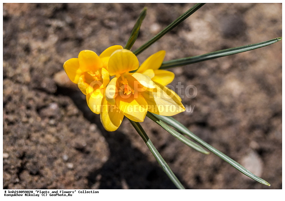 �����������, ���������� �������, ����������� ������, ����������� ����������� �����, ������, ������ ��������, �����, ��������, ���������� ��������, ������� ��������, ������� ��������, ������, �����, �����������, ����������� ��������, �����, ����������� ��������, �����������, �����������, ������������ ����������, ��������, ��������, ����������, ������������ ��������, ������������ ��������, ������������, ������������, ������������, �����������, XYZ, ��������, �����������, Iridaceae, ������ ������������������, ������ ������������������, ������ ����������, ������ ����������, Crocus, Crocus chrysanthus, Crocus annulatus var. chrysanthus, �����