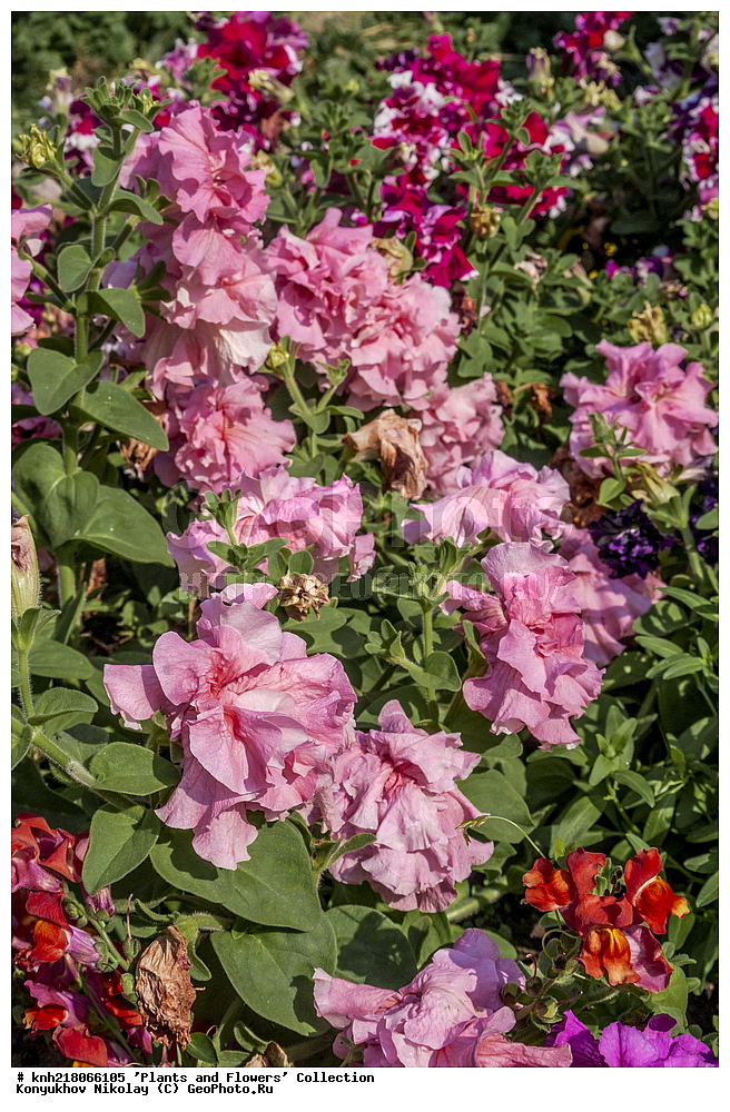 �����������, ���������� �������, ����������� ������, ����������� ����������� �����, ������, ������ ��������, �����, ���������� ��������, �������, ������� ��������, ������, �����, �����������, ����������� ��������, �����, ���������� ��������, ����������, ����������, ������������ ��������, ������������ ��������, ������������, ������������, ������������, �����������, XYZ, DONE, ����������, ���������, Solanaceae, ������� ���������, ������� �������, Petunia hybrida, Petunia x hybrida, Petunia x atkinsiana, Petunia atkinsiana