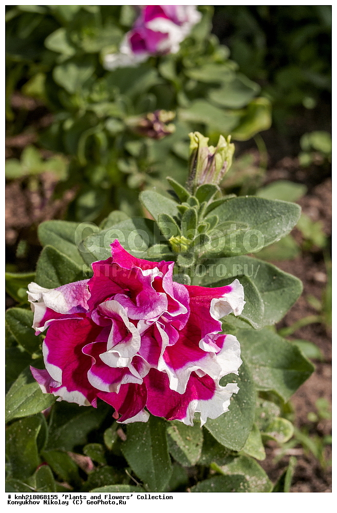 �����������, ���������� �������, ����������� ������, ����������� ����������� �����, ������, ������ ��������, �����, ���������� ��������, �������, ������� ��������, ������, �����, �����������, ����������� ��������, �����, ���������� ��������, ����������, ����������, ������������ ��������, ������������ ��������, ������������, ������������, ������������, �����������, XYZ, DONE, ����������, ���������, Solanaceae, ������� ���������, ������� �������, Petunia hybrida, Petunia x hybrida, Petunia x atkinsiana, Petunia atkinsiana