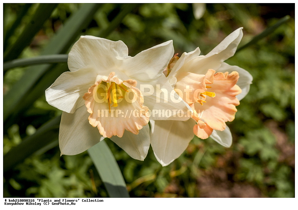 �����������, ���������� �������, ����������� ������, ����������� ����������� �����, ������, ������ ��������, �����, ��������, ���������� ��������, ������� ��������, ������� ��������, ������, �����, �����������, ����������� ��������, �����, ����������� ��������, �����������, �����������, ������������ ����������, ��������, ��������, ����������, ������������ ��������, ������������ ��������, ������������, ������������, ������������, �����������, XYZ, �������������, Amaryllidaceae, �������, Narcissus x hybridus, �����, ������� ����������������