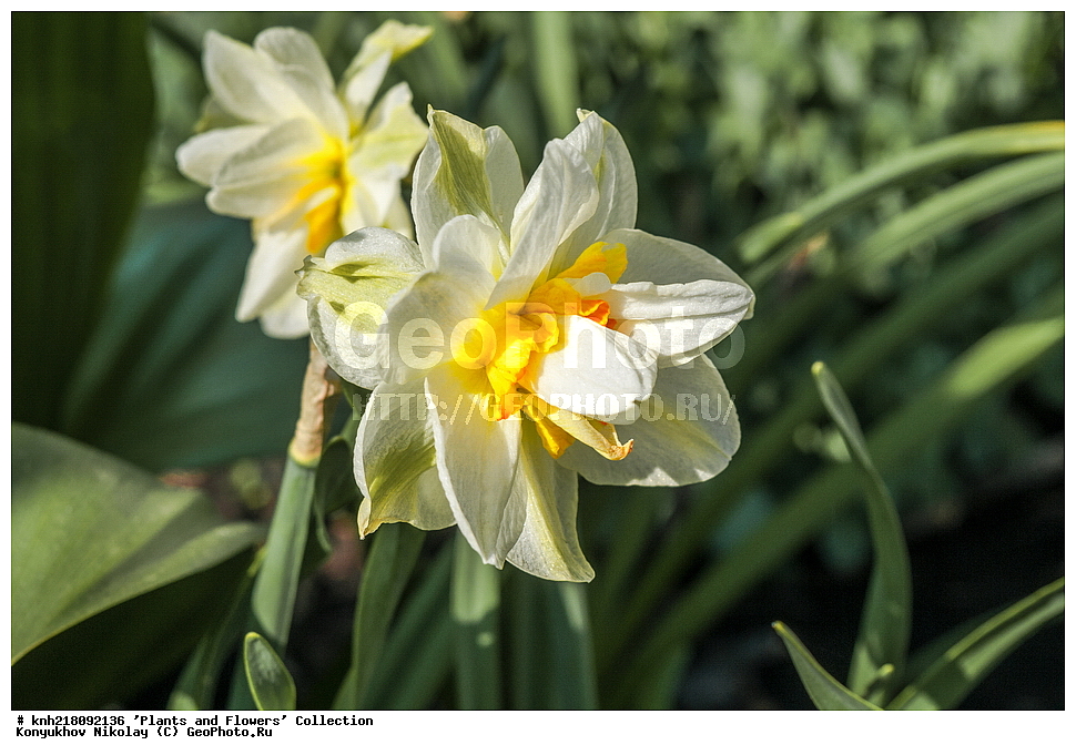 �����������, ���������� �������, ����������� ������, ����������� ����������� �����, ������, ������ ��������, �����, ��������, ���������� ��������, ������� ��������, ������� ��������, ������, �����, �����������, ����������� ��������, �����, ����������� ��������, �����������, �����������, ������������ ����������, ��������, ��������, ����������, ������������ ��������, ������������ ��������, ������������, ������������, ������������, �����������, XYZ, �������������, Amaryllidaceae, �������, Narcissus x hybridus, �����, ������� ��������