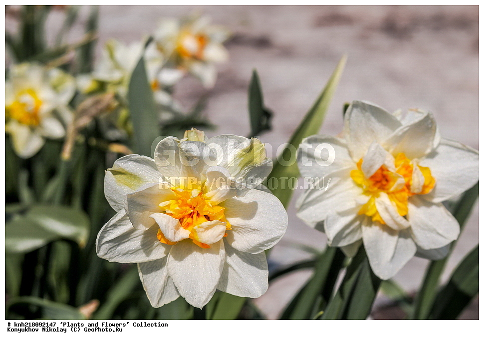�����������, ���������� �������, ����������� ������, ����������� ����������� �����, ������, ������ ��������, �����, ��������, ���������� ��������, ������� ��������, ������� ��������, ������, �����, �����������, ����������� ��������, �����, ����������� ��������, �����������, �����������, ������������ ����������, ��������, ��������, ����������, ������������ ��������, ������������ ��������, ������������, ������������, ������������, �����������, XYZ, �������������, Amaryllidaceae, �������, Narcissus x hybridus, �����, ������� ��������