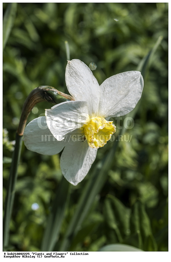 �����������, ���������� �������, ����������� ������, ����������� ����������� �����, ������, ������ ��������, �����, ��������, ���������� ��������, ������� ��������, ������� ��������, ������, �����, �����������, ����������� ��������, �����, ����������� ��������, �����������, �����������, ������������ ����������, ��������, ��������, ����������, ������������ ��������, ������������ ��������, ������������, ������������, ������������, �����������, XYZ, �������������, Amaryllidaceae, �������, Narcissus x hybridus, �����, ������� ���������������