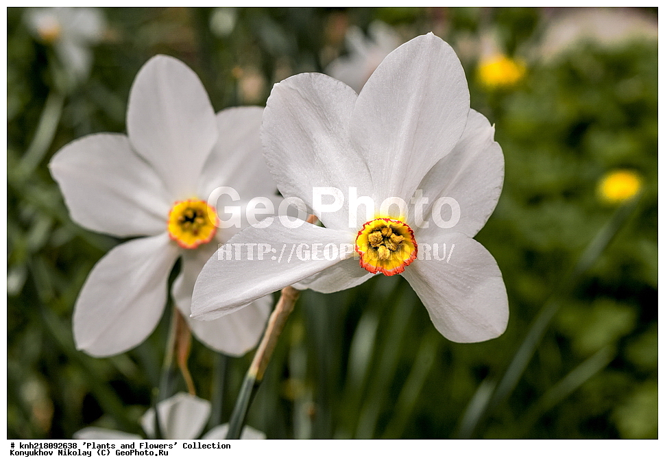 �����������, ���������� �������, ����������� ������, ����������� ����������� �����, ������, ������ ��������, �����, ��������, ���������� ��������, ������� ��������, ������� ��������, ������, �����, �����������, ����������� ��������, �����, ����������� ��������, �����������, �����������, ������������ ����������, ��������, ��������, ����������, ������������ ��������, ������������ ��������, ������������, ������������, ������������, �����������, XYZ, �������������, Amaryllidaceae, �������, Narcissus x hybridus, �����, ������� ������������, Narcissus poeticus