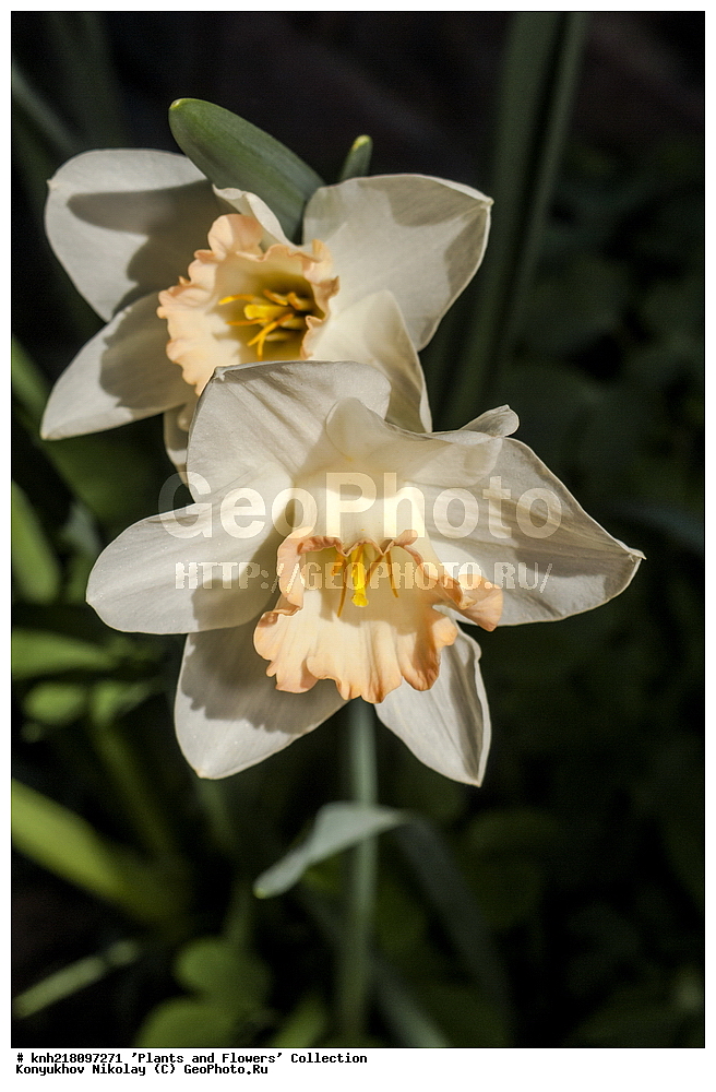 �����������, ���������� �������, ����������� ������, ����������� ����������� �����, ������, ������ ��������, �����, ��������, ���������� ��������, ������� ��������, ������� ��������, ������, �����, �����������, ����������� ��������, �����, ����������� ��������, �����������, �����������, ������������ ����������, ��������, ��������, ����������, ������������ ��������, ������������ ��������, ������������, ������������, ������������, �����������, XYZ, �������������, Amaryllidaceae, �������, Narcissus x hybridus, �����, ������� ����������������