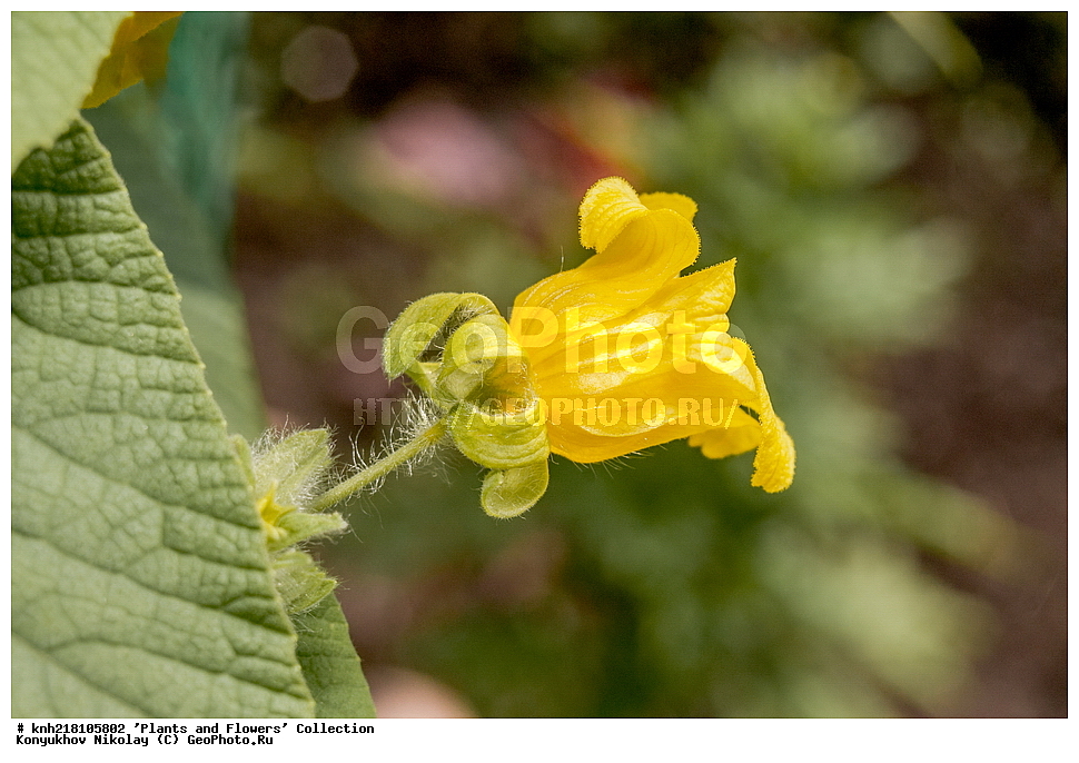 �����������, ���������� �������, ����������� ������, ����������� ����������� �����, ������, ������ ��������, �����, ���������� ��������, �������, ������� ��������, ������, �����, �����������, ����������� ��������, �����, ����������� ��������, �����������, �����������, ������������ ��������, ������������ ��������, ������������, ������������, ������������, �����������, �����, �����, XYZ, DONE, ���������, Cucurbitaceae, ��������� ������������, ������� ������, Thladiantha dubia