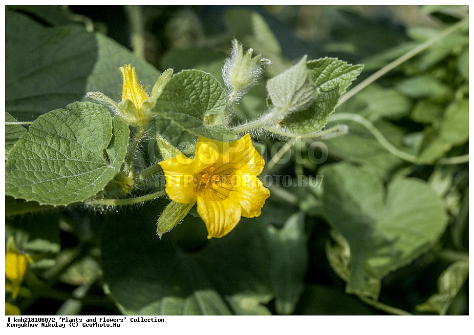 �����������, ���������� �������, ����������� ������, ����������� ����������� �����, ������, ������ ��������, �����, ���������� ��������, �������, ������� ��������, ������, �����, �����������, ����������� ��������, �����, ����������� ��������, �����������, �����������, ������������ ��������, ������������ ��������, ������������, ������������, ������������, �����������, �����, �����, XYZ, DONE, ���������, Cucurbitaceae, ��������� ������������, ������� ������, Thladiantha dubia