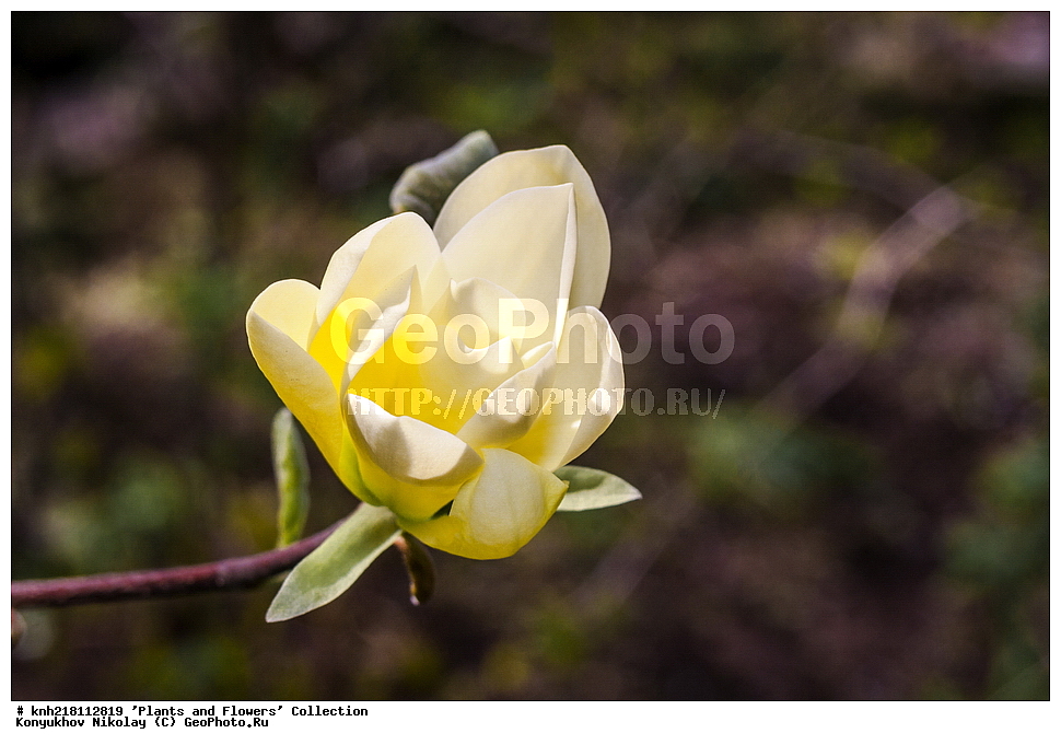 �����, �����������, ���������� �������, ����������� ������, ����������� ����������� �����, ������, ��������, �����, ������ ��������, ���������� ��������, ������, ���������, �����, ����������, ����������� ��������, �����������, �����������, ������������ ��������, ������������ ��������, ������������, ������������, ������������, �����������, �������, ������� ��������, ������, �����, DONE, XYZ, �����������, Magnoliaceae, �������� �����, Magnolia denudata,