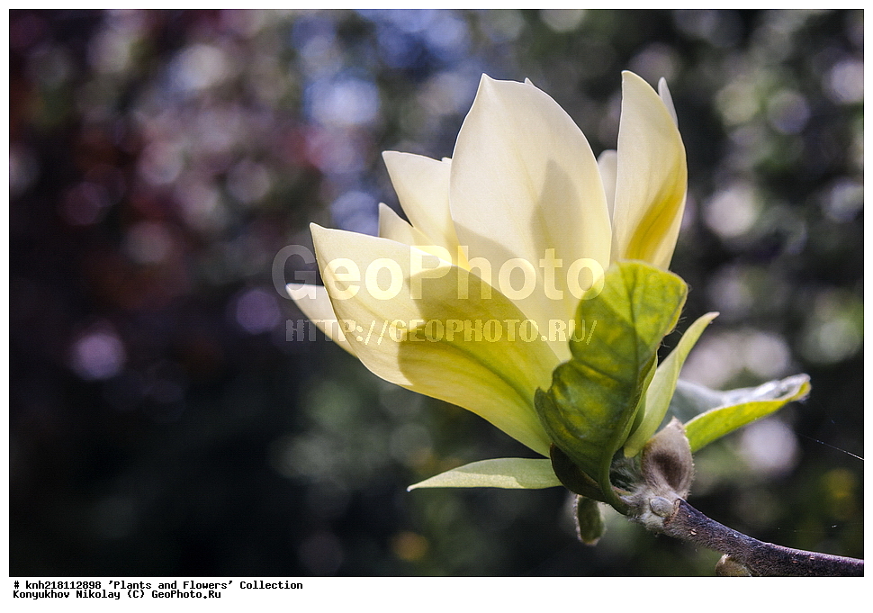 �����, �����������, ���������� �������, ����������� ������, ����������� ����������� �����, ������, ��������, �����, ������ ��������, ���������� ��������, ������, ���������, �����, ����������, ����������� ��������, �����������, �����������, ������������ ��������, ������������ ��������, ������������, ������������, ������������, �����������, �������, ������� ��������, ������, �����, DONE, XYZ, �����������, Magnoliaceae, �������� �����, Magnolia denudata,