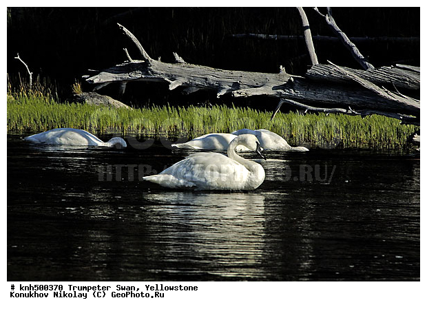 �����������, ������-������, ������, �����, �����, �����������������, ������������� �����, ���, DONE, ������, Anatidae, Cygnus buccinator, XYZ