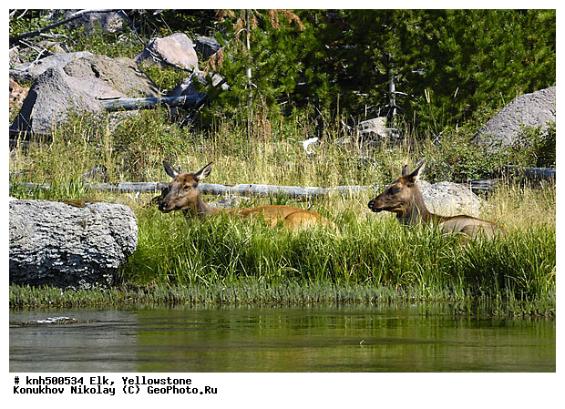 �����������, ����� �����������, �����, �������������, �����, �����, ���, DONE ��������, ������, Cervidae, Cervus elaphus, Cervus canadensis, XYZ