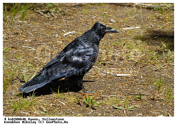 �����, �����������, �����, ���, DONE, ��������, ���������, Corvidae, Corvus corax, XYZ