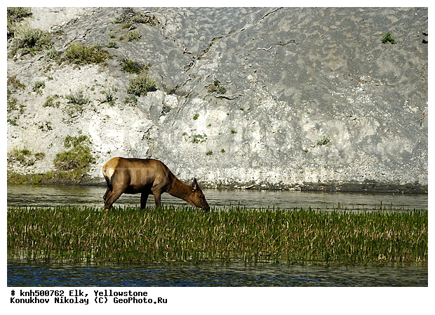 �����������, ����� �����������, �����, �������������, �����, �����, ���, DONE ��������, ������, Cervidae, Cervus elaphus, Cervus canadensis, XYZ