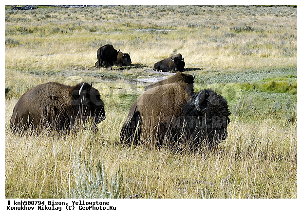 �����, �����������, �������������, �����, �����, ���, DONE, ���������, Bovidae, Bison bison, XYZ