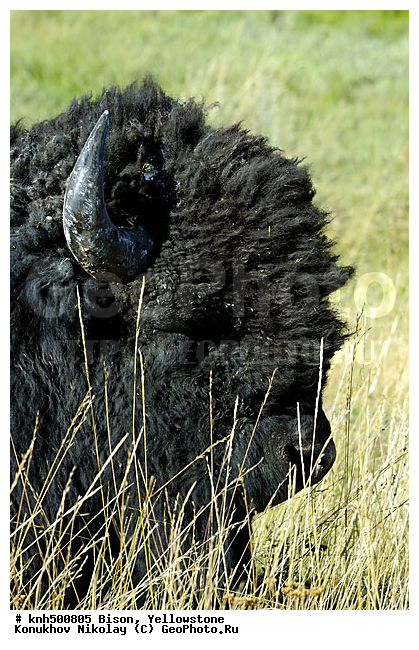 �����, �����������, �������������, �����, �����, ���, DONE, ���������, Bovidae, Bison bison, XYZ