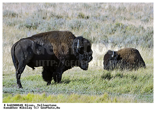 �����, �����������, �������������, �����, �����, ���, DONE, ���������, Bovidae, Bison bison, XYZ