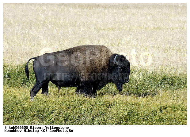 �����, �����������, �������������, �����, �����, ���, DONE, ���������, Bovidae, Bison bison, XYZ