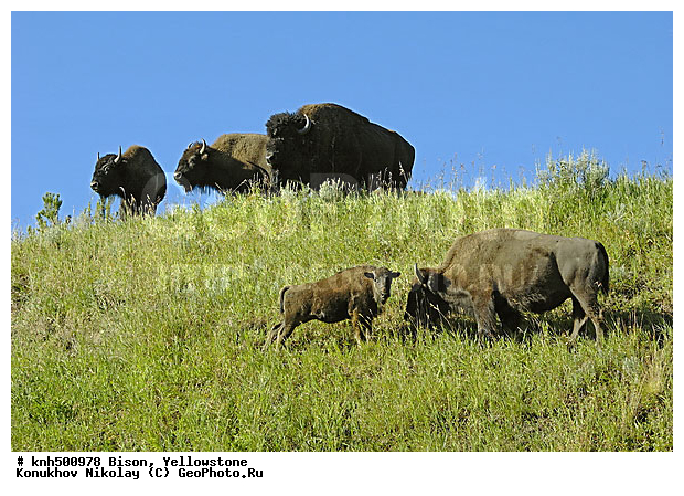 �����, �����������, �������������, �����, �����, ���, DONE, ���������, Bovidae, Bison bison, XYZ