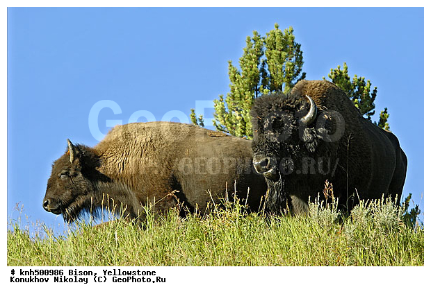 �����, �����������, �������������, �����, �����, ���, DONE, ���������, Bovidae, Bison bison, XYZ