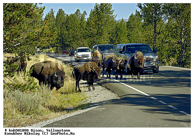 �����, �����������, �������������, �����, �����, ���, DONE, ���������, Bovidae, Bison bison, XYZ