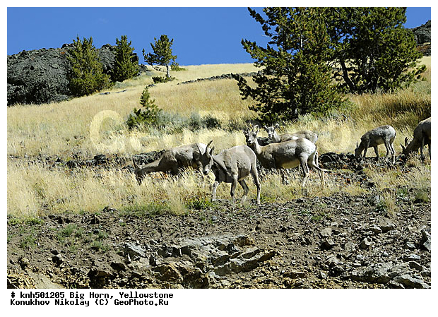 �����������, ������� �����, �����, �������������, �����, �����, ���, DONE, ���������, Bovidae, ���������, ����������� �����, Ovis canadensis, XYZ