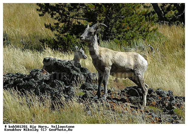 �����������, ������� �����, �����, �������������, �����, �����, ���, DONE, ���������, Bovidae, ���������, ����������� �����, Ovis canadensis, XYZ