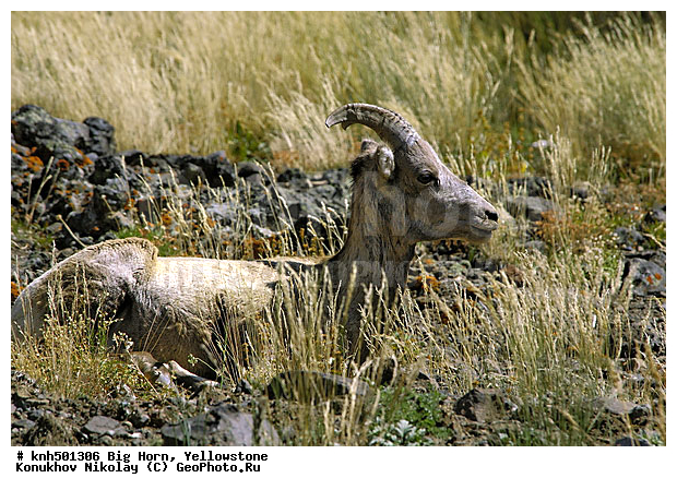 �����������, ������� �����, �����, �������������, �����, �����, ���, DONE, ���������, Bovidae, ���������, ����������� �����, Ovis canadensis, XYZ