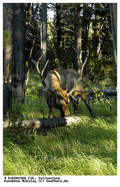 �����������, ����� �����������, �����, �������������, �����, �����, ���, DONE ��������, ������, Cervidae, Cervus elaphus, Cervus canadensis, XYZ