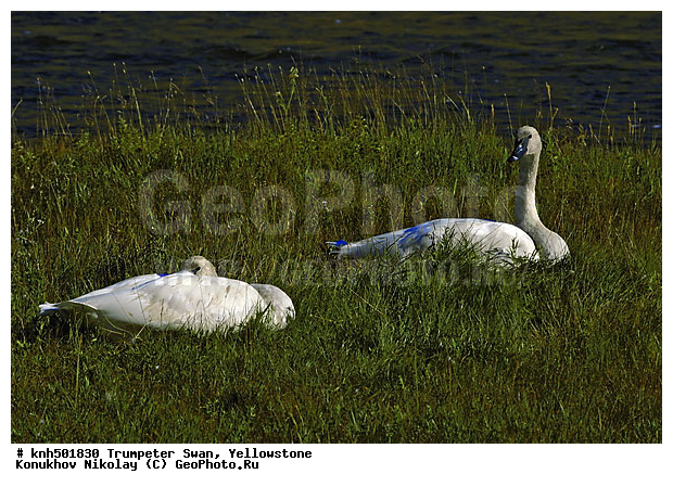 �����������, ������-������, ������, �����, �����, �����������������, ������������� �����, ���, DONE, ������, Anatidae, Cygnus buccinator, XYZ