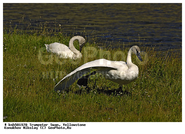 �����������, ������-������, ������, �����, �����, �����������������, ������������� �����, ���, DONE, ������, Anatidae, Cygnus buccinator, XYZ