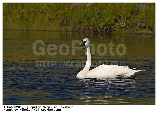 �����������, ������-������, ������, �����, �����, �����������������, ������������� �����, ���, DONE, ������, Anatidae, Cygnus buccinator, XYZ