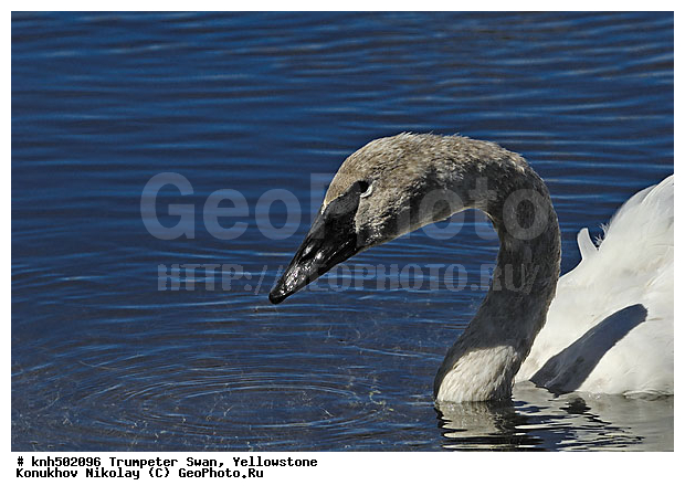 �����������, ������-������, ������, �����, �����, �����������������, ������������� �����, ���, DONE, ������, Anatidae, Cygnus buccinator, XYZ