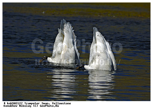 �����������, ������-������, ������, �����, �����, �����������������, ������������� �����, ���, DONE, ������, Anatidae, Cygnus buccinator, XYZ