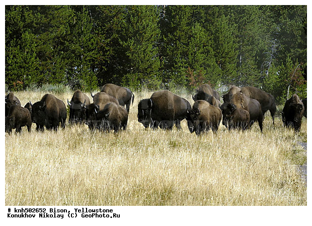 �����, �����������, �������������, �����, �����, ���, DONE, ���������, Bovidae, Bison bison, XYZ
