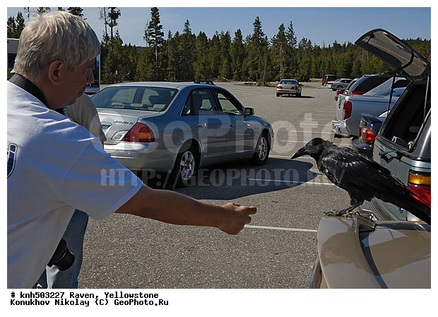 �����, �����������, �����, ���, DONE, ��������, ���������, Corvidae, Corvus corax, XYZ