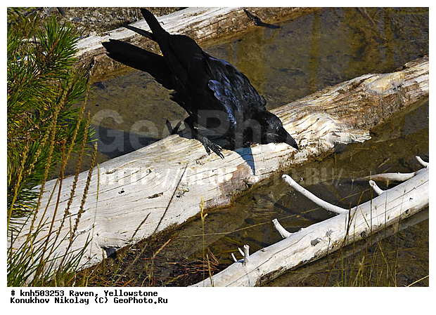�����, �����������, �����, ���, DONE, ��������, ���������, Corvidae, Corvus corax, XYZ
