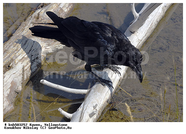 �����, �����������, �����, ���, DONE, ��������, ���������, Corvidae, Corvus corax, XYZ