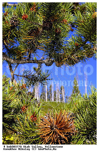 �����������, ������ ������, ������, ��������������� ������������ ����, ���, DONE