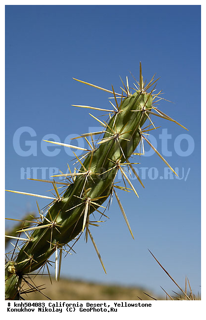 �����������, ������� ����������, �������, XYZ, ���, ���, ������ ��������, ��������, �����, ���������� ��������, ������������ ��������, ������������ ��������,���������, ����������, ����������� ��������, �����������, DONE, XYZ, ����������, �������, Cactaceae, ������� �������������, Cylindropuntia acanthocarpa